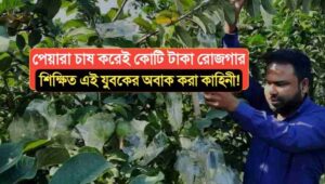 Earning crores of rupees by cultivating guava